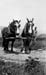 Casey-Con-HorseTeam-Farm-June1950
